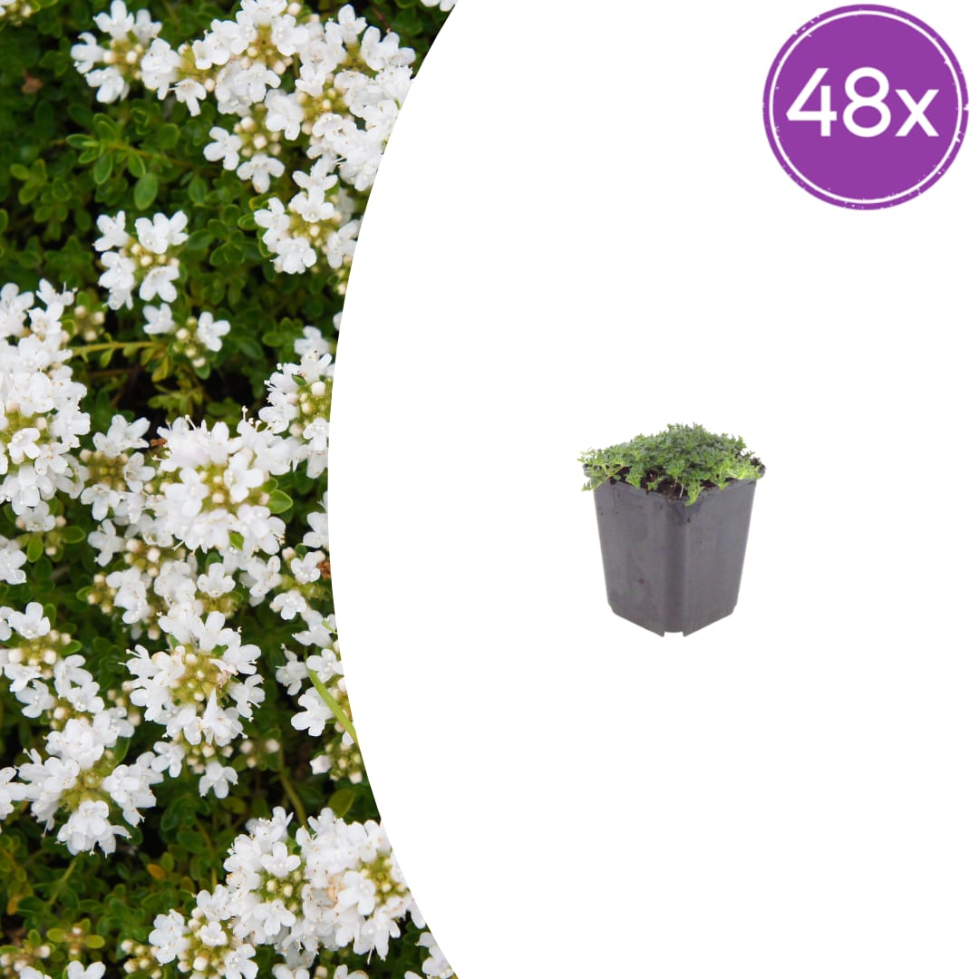 Thymian Thymus praecox Albiflorus Bodendecker – Ø9cm – Höhe 10-25cm – Weiß blühender Polsterthymian – Ansicht 22