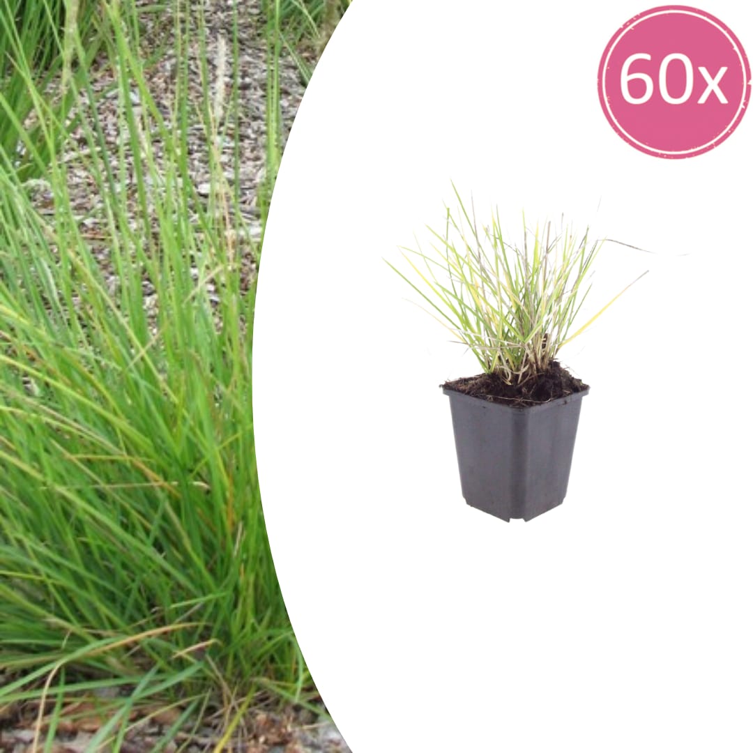 Sesleria autumnalis Ziergras – 60 Pflanzen – Ø9cm – Höhe 10-25cm – Winterhartes Gartengras – Pflegeleicht – Für Beet, Steingarten & Naturgarten - Oasis of Life