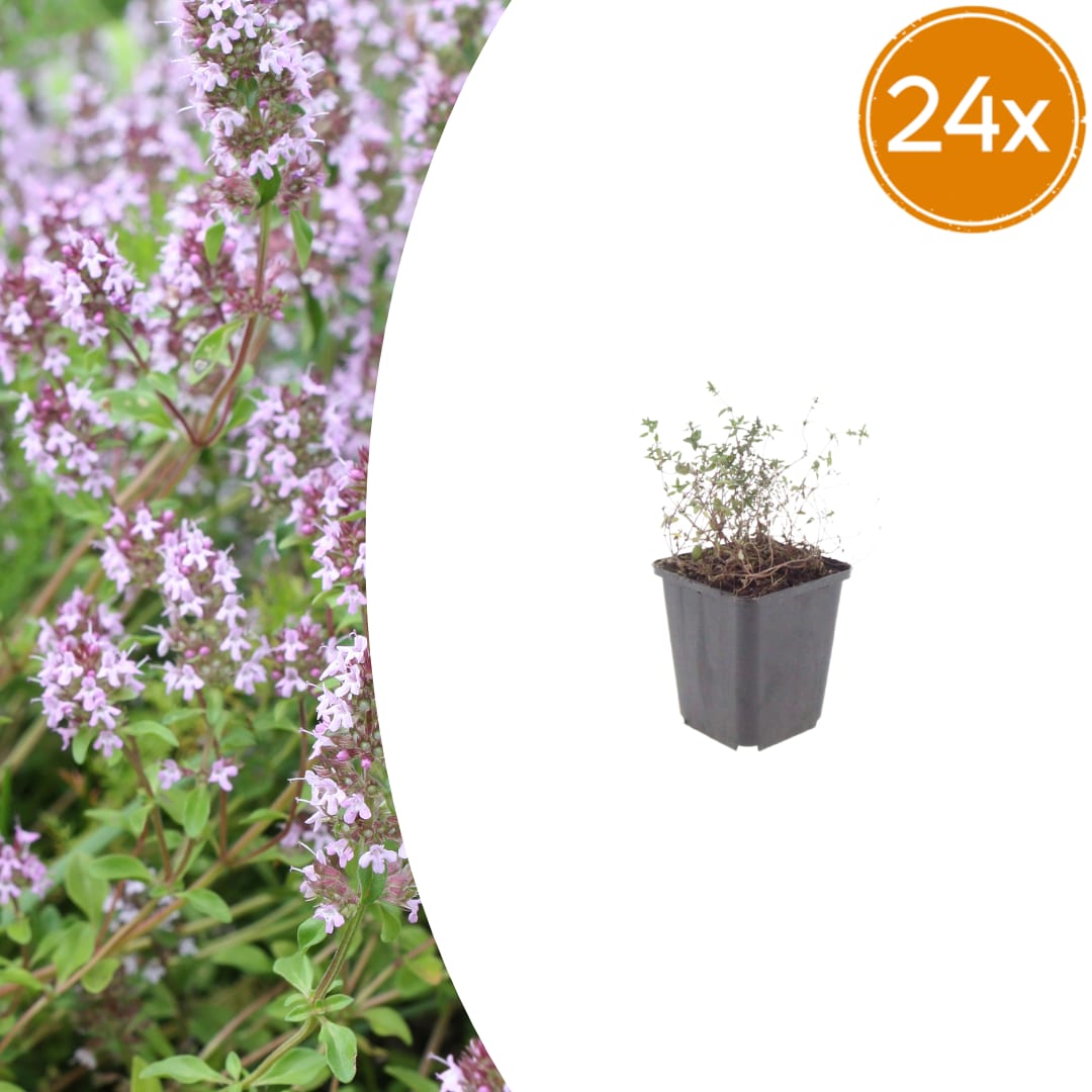 Thymus vulgaris Gartenthymian – Ø9cm – Höhe 10-25cm – Winterhartes Küchenkraut – Aromatisch – Ansicht 18