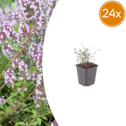 Thymus vulgaris Gartenthymian – Ø9cm – Höhe 10-25cm – Winterhartes Küchenkraut – Aromatisch – Ansicht 18