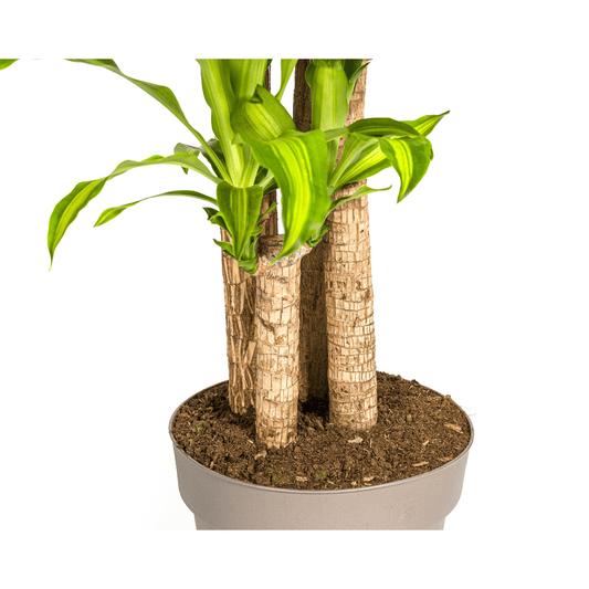 Dracaena Fragrans Massangeana – Drachenbaum – Ø30 cm – ↕170-190 cm – Tropische Zimmerpflanze – Robust & pflegeleicht – Für hellen bis halbschattigen Standort 