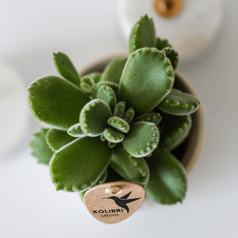 Kolibri Home | Tree Übertopf - Travertine - Ø6cm 