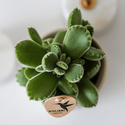 Kolibri Home | Tree Übertopf - Travertine - Ø6cm 