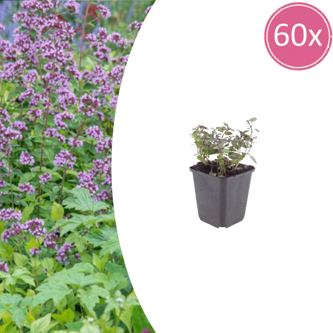 Origanum laevigatum Herrenhausen – Ø9cm – Höhe 10-25cm – Winterharter Zieroregano – Bienenfreundlich – Ansicht 32