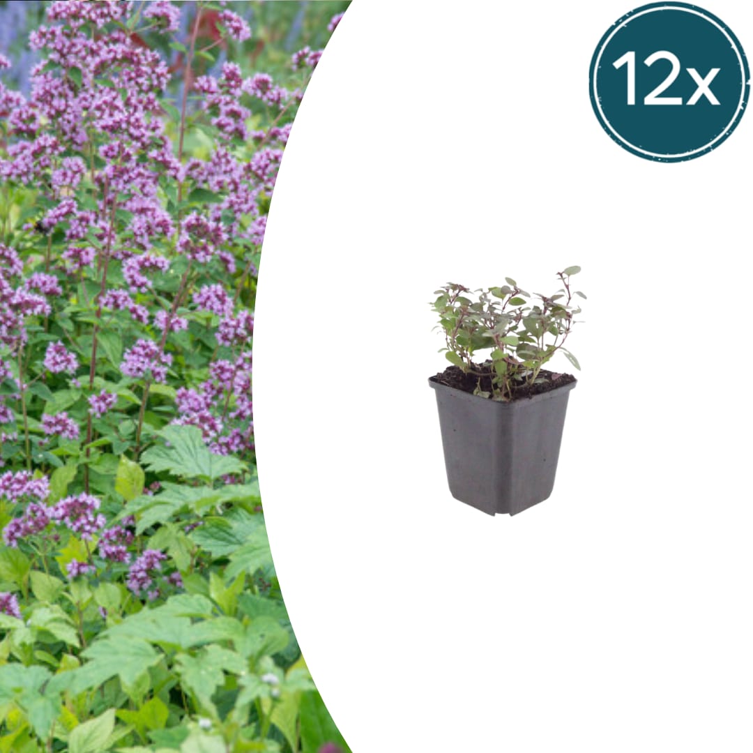 Origanum laevigatum Herrenhausen – Ø9cm – Höhe 10-25cm – Winterharter Zieroregano – Bienenfreundlich – Ansicht 11