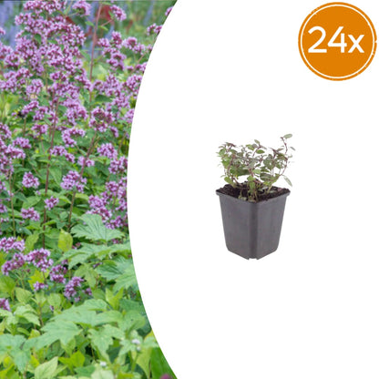 Origanum laevigatum Herrenhausen – Ø9cm – Höhe 10-25cm – Winterharter Zieroregano – Bienenfreundlich – Ansicht 18