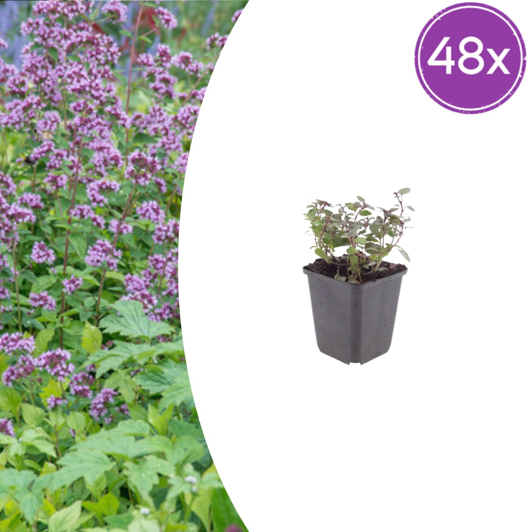 Origanum laevigatum Herrenhausen – Ø9cm – Höhe 10-25cm – Winterharter Zieroregano – Bienenfreundlich – Ansicht 25