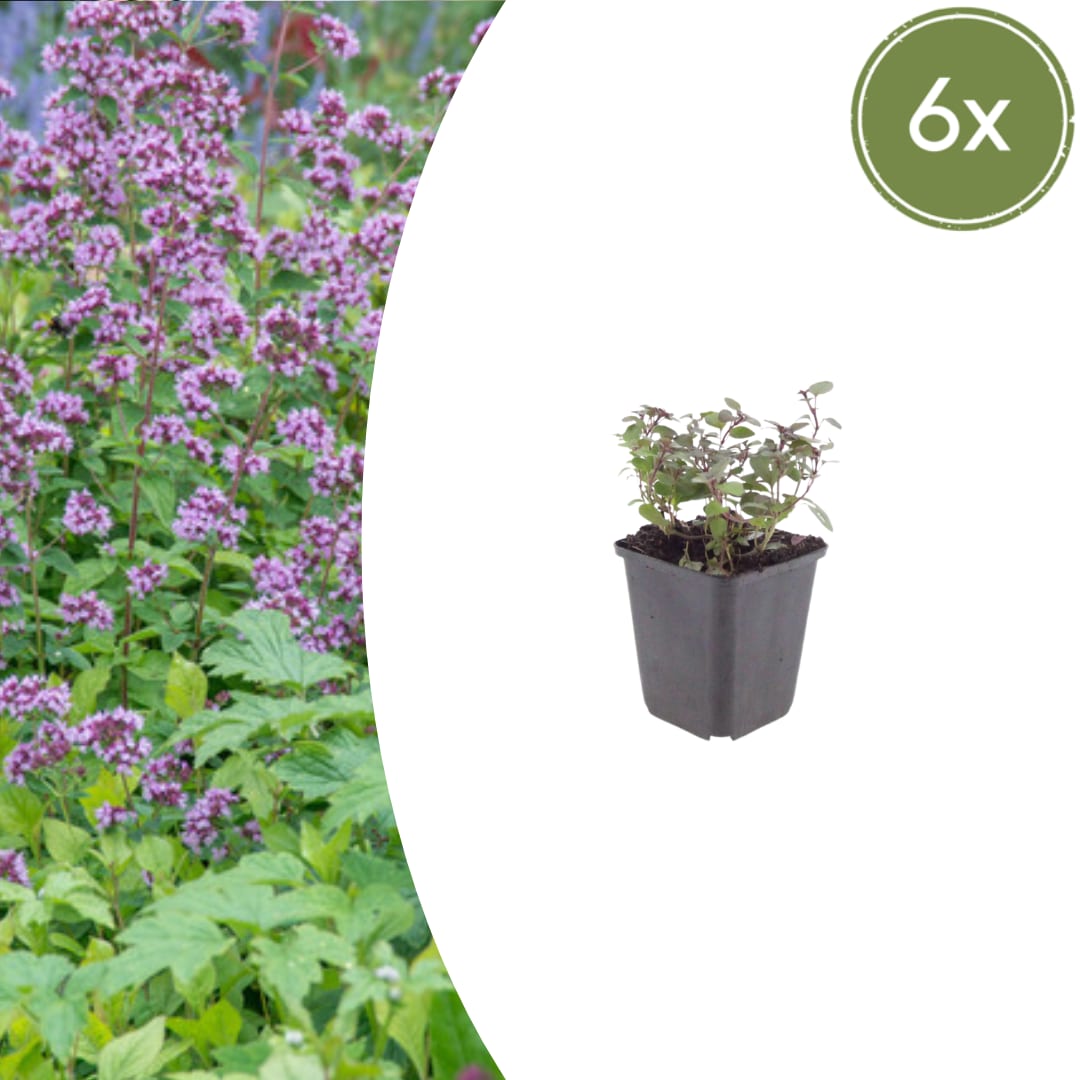 Origanum laevigatum Herrenhausen Ø9cm 6 Stück