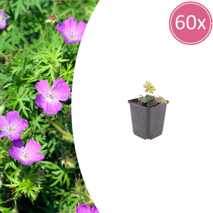 Geranium sanguineum Blut – Storchschnabel – Ø9cm – Höhe10-25cm – Ansicht 18
