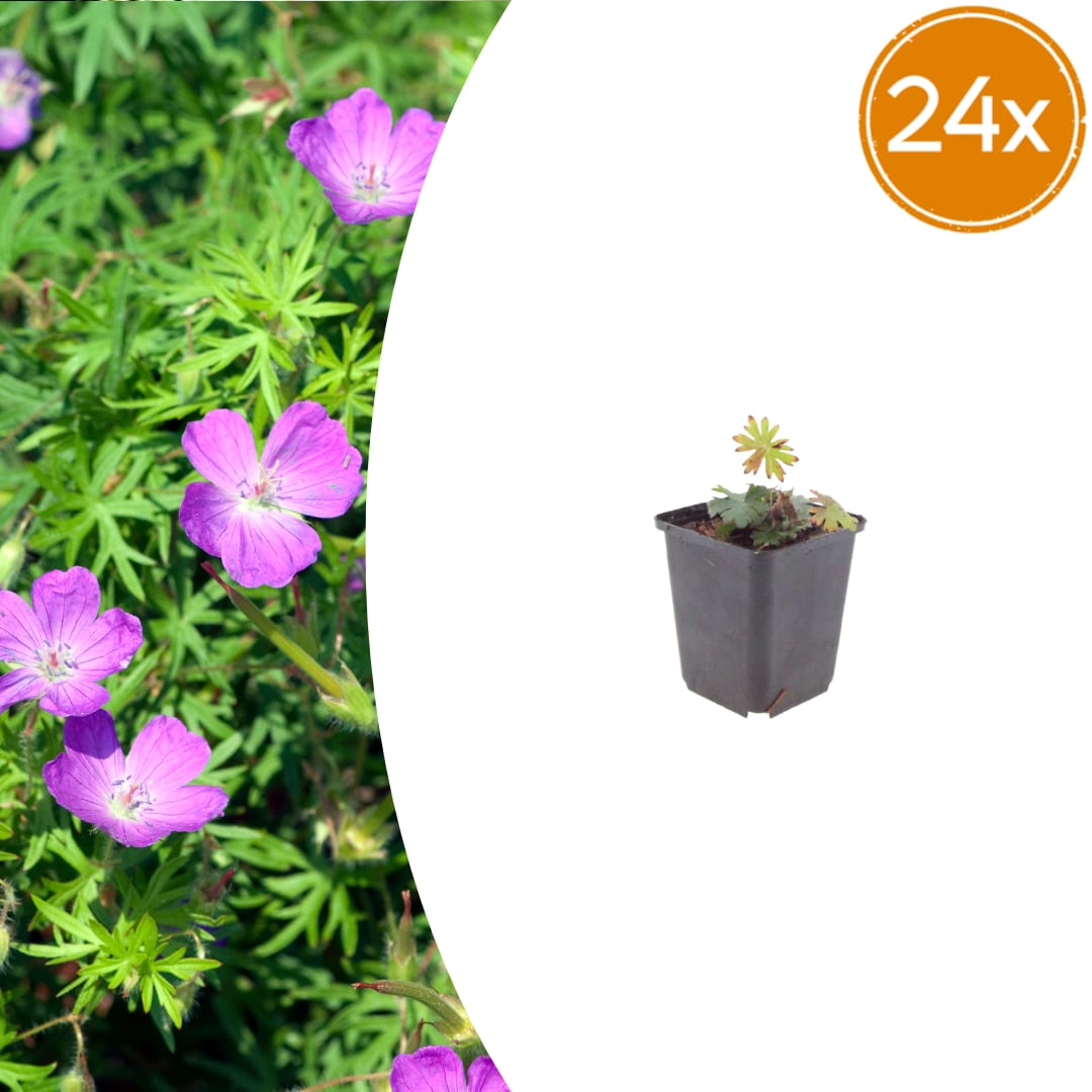 Geranium sanguineum Blut – Storchschnabel – 6 Pflanzen Ø9cm – Höhe10-25cm – Blühende Staude für Beet Steingarten Bodendecker