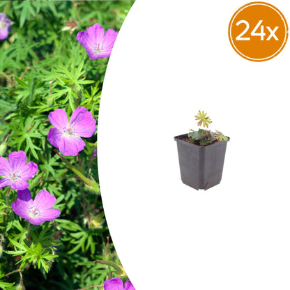 Geranium sanguineum Blut – Storchschnabel – 6 Pflanzen Ø9cm – Höhe10-25cm – Blühende Staude für Beet Steingarten Bodendecker