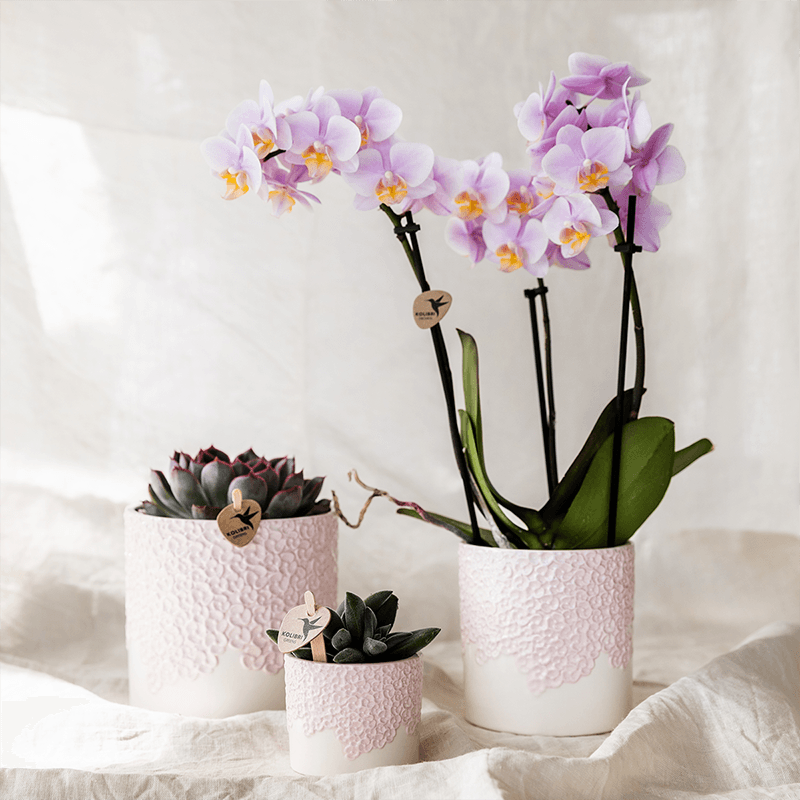 Kolibri Company | Kombi‑Deal | Bloom Rosa Übertopf‑Set – 6 cm + 9 cm + 12 cm 