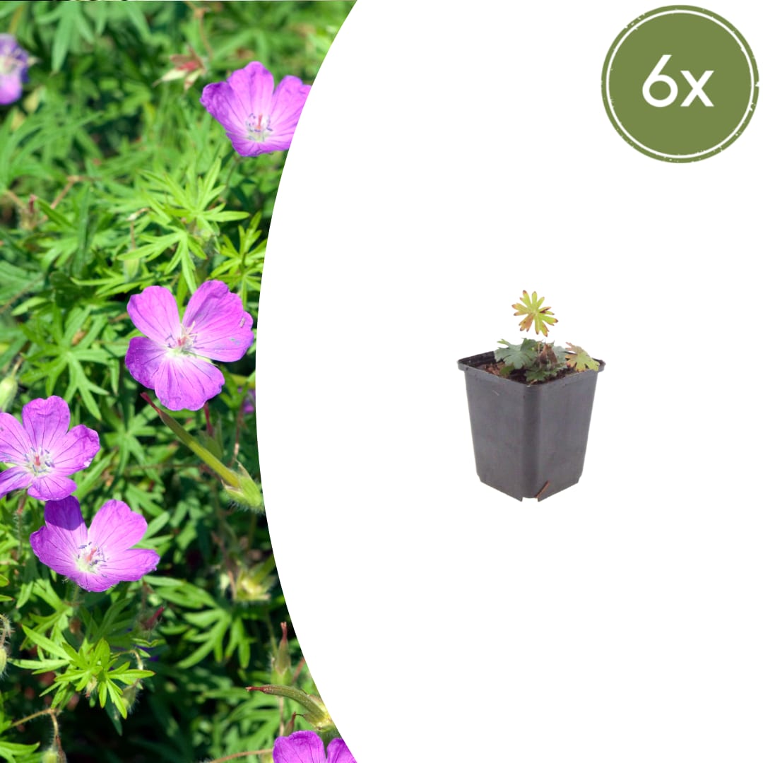 Geranium sanguineum Blut Storchschnabel Blühende Staude für Beet Steingarten Bodendecker Ø9cm 6 Stück