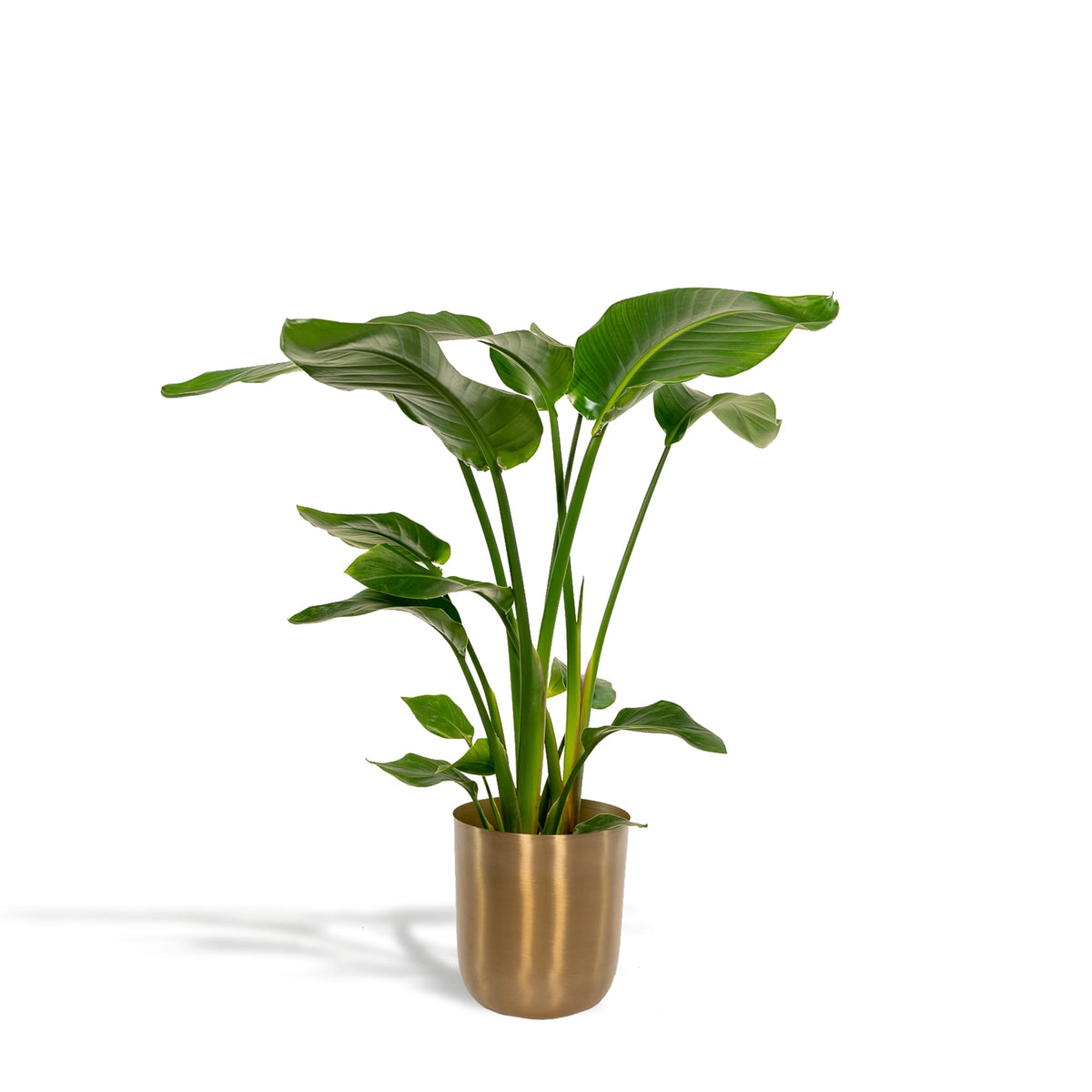 Strelitzia Nicolai - Ø19cm - ↕90cm + Topf Mayk Gold 