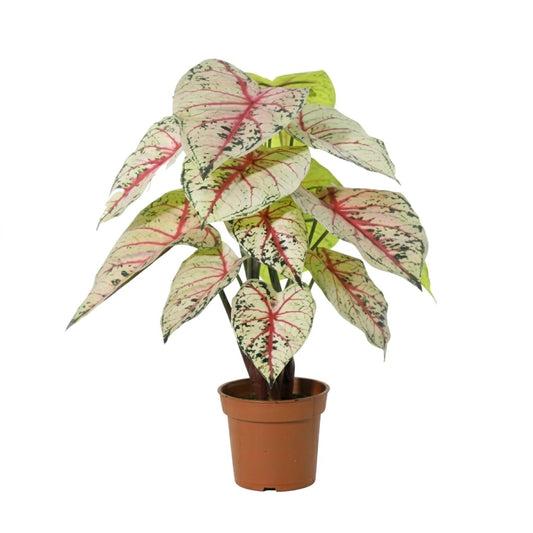 ARTIFICIAL Caladium white / pink - 57cm 