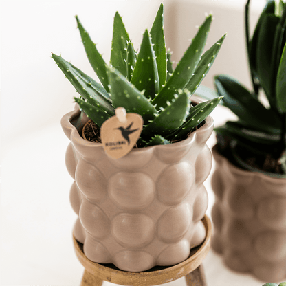 Kolibri Orchids | Pflanzenset Cotton Sand | Grüne Pflanzen mit Weißer Phalaenopsis-Orchidee Ghent in Keramischen Ziertöpfen 