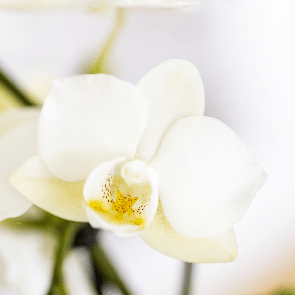 Pflanzenset Mediterranean Sunset – Weiße Phalaenopsis Orchidee Lausanne & Sukkulenten – 3 Pflanzen mit Keramik-Ziertöpfen – Inklusive Tablett – Mediterraner Stil 