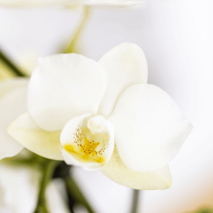 Pflanzenset Mediterranean Sunset – Weiße Phalaenopsis Orchidee Lausanne & Sukkulenten – 3 Pflanzen mit Keramik-Ziertöpfen – Inklusive Tablett – Mediterraner Stil 