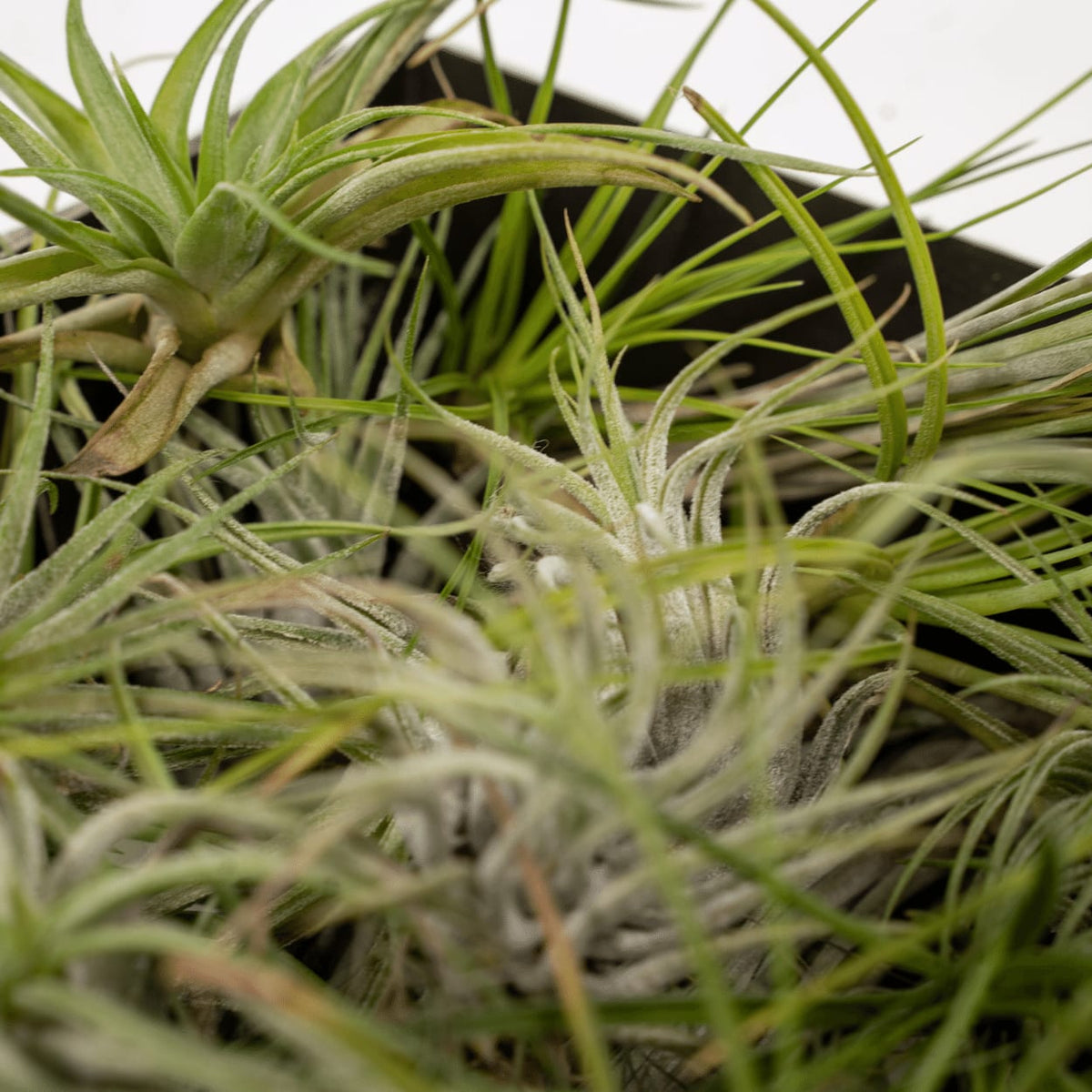 Tillandsia Air Mix – 5 Luftpflanzen – Ø6cm – Pflegeleichte Tillandsien-Mischung – Ohne Erde – Für helle Innenräume & kreative Deko 