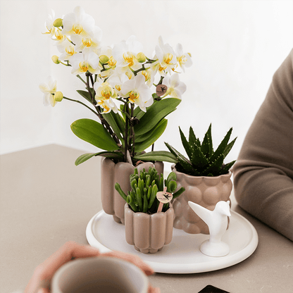 Kolibri Orchids | Geschenkset Slow Living | Grüne Pflanzen mit Weißer Phalaenopsis Orchidee Lausanne in Beigen Keramiktöpfen auf Weißem Tablett 