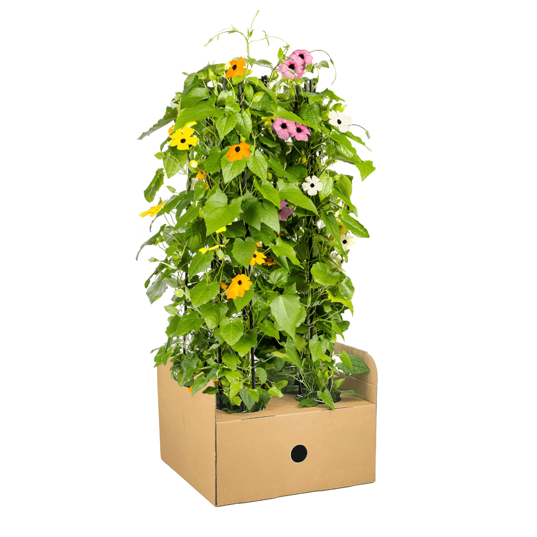 Schwarzäugige Susanne - Thunbergia alata Sunny Susy Mix Ø13 cm - ↕60 cm - 4 Pflanzen 