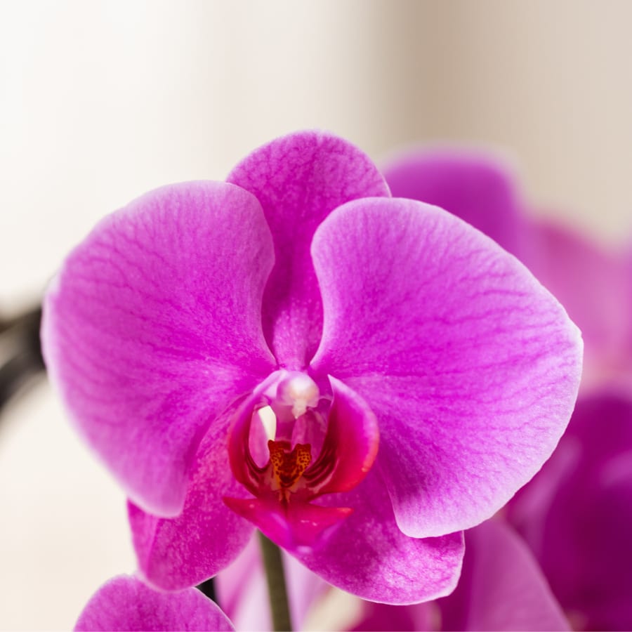 Kolibri Orchids | Lila Freeride Niagara Falls Orchidee + Lila Bloom-Übertopf – Topfgröße Ø12 cm | Blühende Zimmerpflanze – Frisch vom Züchter 