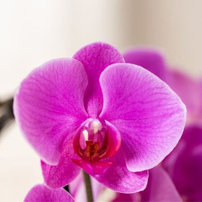 Kolibri Orchids | Lila Freeride Niagara Falls Orchidee + Lila Bloom-Übertopf – Topfgröße Ø12 cm | Blühende Zimmerpflanze – Frisch vom Züchter 