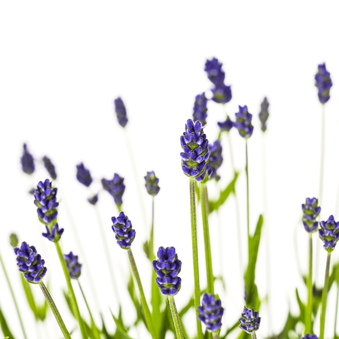 Echter Lavendel Lavandula angustifolia – Ø19cm – Höhe 40–50cm – Duftende Garten- und Balkonpflanze – Bienenfreundlich & Pflegeleicht 