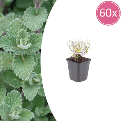 Bergminze Calamintha nepeta – Aromatische Staude für sonnige Beete & Steingarten – Ansicht 32