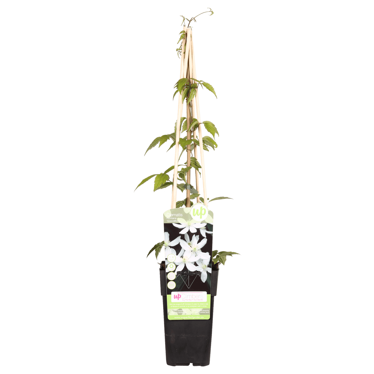 Waldrebe - Clematis Montana 'Grandiflora' – Weiße Blüten – Duftende Kletterpflanze – Ca. 65 cm hoch – Ø15 cm – Frühjahrsblüher – Schnellwachsend & winterhart 