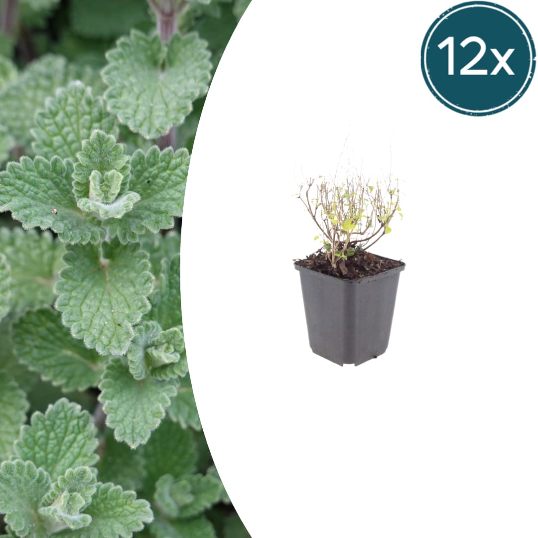 Bergminze Calamintha nepeta – Aromatische Staude für sonnige Beete & Steingarten – Ansicht 11