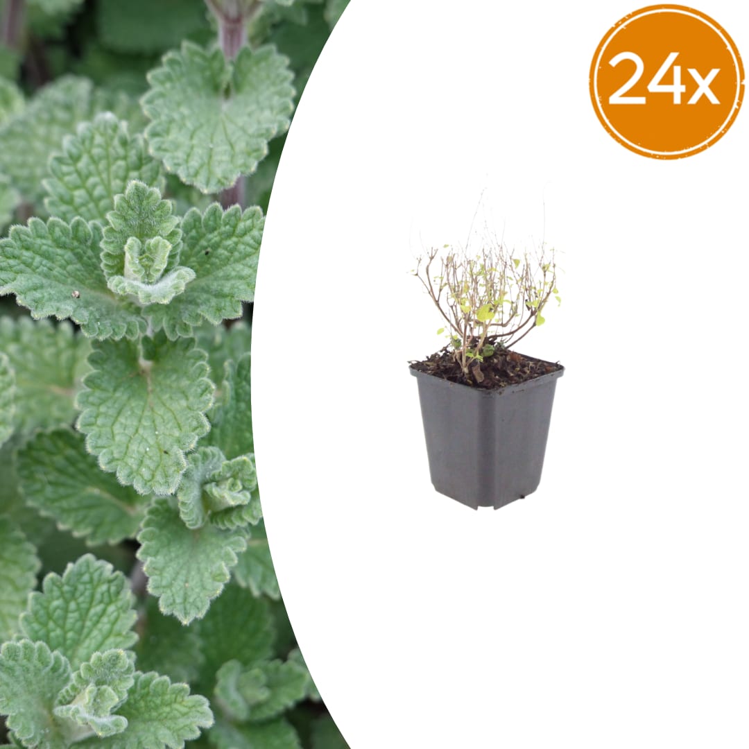 Bergminze Calamintha nepeta – Aromatische Staude für sonnige Beete & Steingarten – Ansicht 18