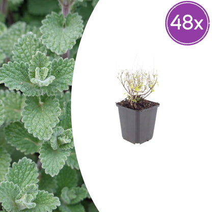 Bergminze Calamintha nepeta – Aromatische Staude für sonnige Beete & Steingarten – Ansicht 25