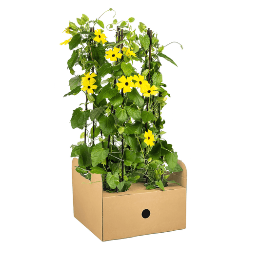Schwarzäugige Susanne - Thunbergia alata Sunny Susy Yellow - Ø13 cm - ↕60 cm 