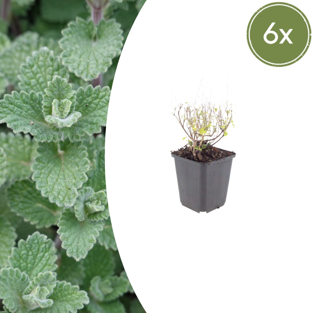 Bergminze Calamintha nepeta – 6 Pflanzen – Aromatische Staude für sonnige Beete & Steingarten – Insektenfreundlich & trockenheitsverträglich – 10-25cm – Ø9cm - Oasis of Life
