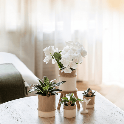 Kolibri Home | Tree Übertopf - Sand - Ø6cm 