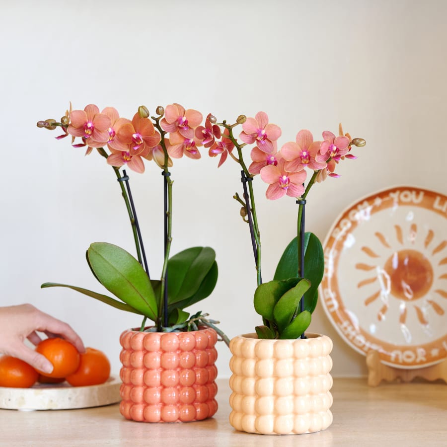 Kolibri Company | Pflanzenset Poppy Orange Orchids | Orange Bolzano Orchidee inkl. Poppy Peach & Poppy Orange Keramikübertöpfe – Topfgröße Ø9 cm 