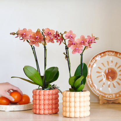 Kolibri Company | Pflanzenset Poppy Orange Orchids | Orange Bolzano Orchidee inkl. Poppy Peach & Poppy Orange Keramikübertöpfe – Topfgröße Ø9 cm 