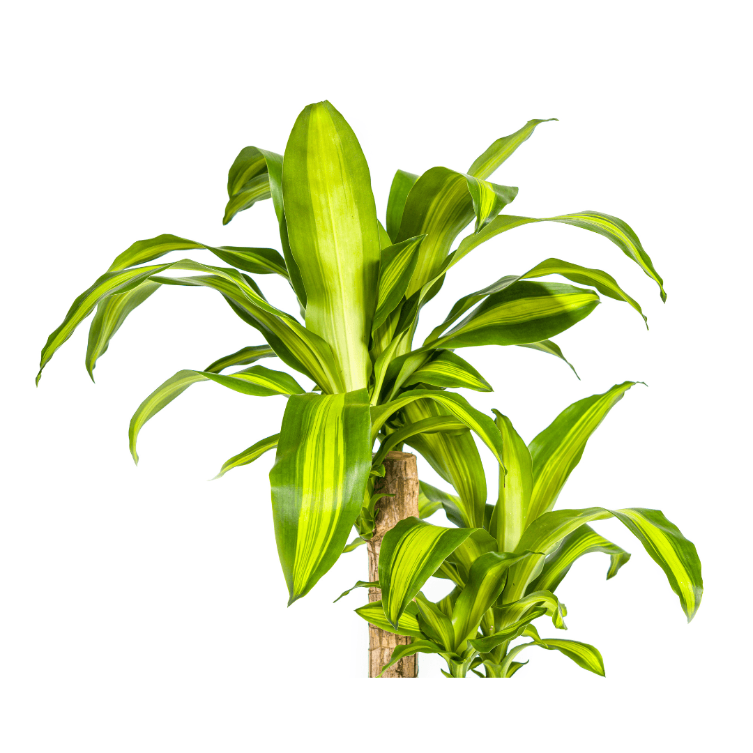 Drachenbaum Dracaena Fragrans Massangeana – Zimmerpflanze – Ø19cm – ↕70-90cm – tropisches Blattwerk – pflegeleicht & robust 