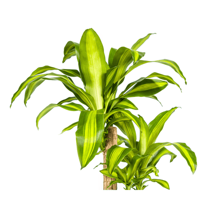 Drachenbaum Dracaena Fragrans Massangeana – Zimmerpflanze – Ø19cm – ↕70-90cm – tropisches Blattwerk – pflegeleicht & robust 