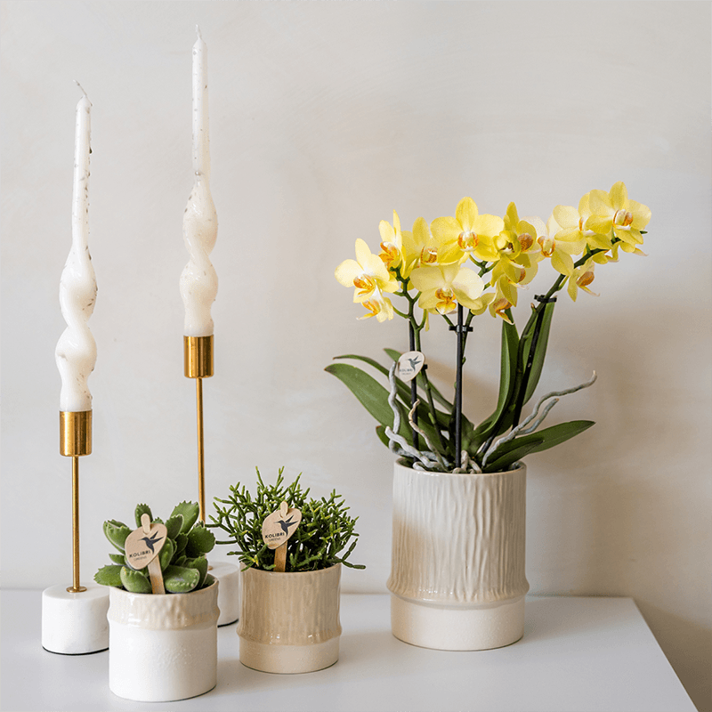 Kolibri Home | Tree Übertopf - Travertine - Ø6cm 