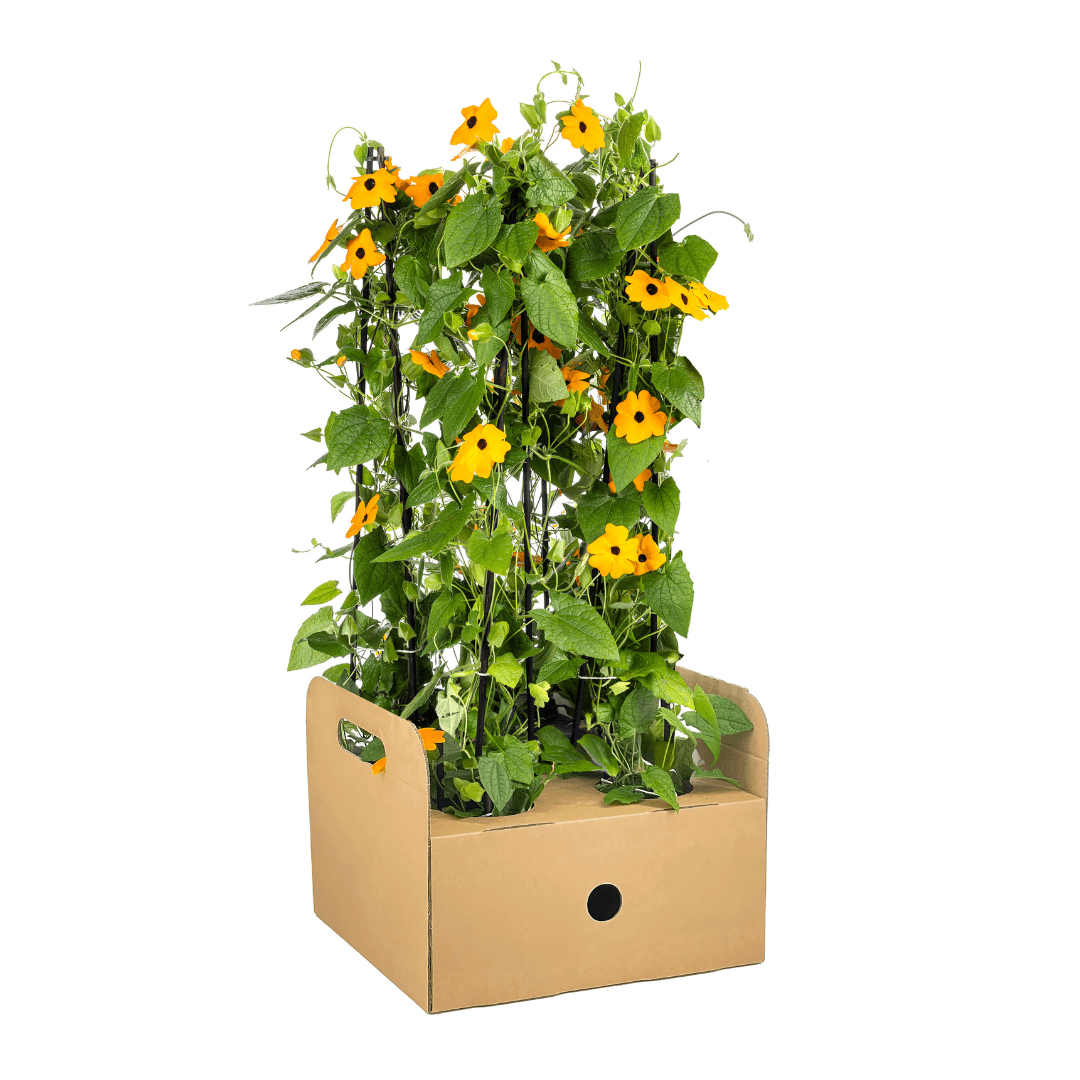Schwarzäugige Susanne - Thunbergia alata Sunny Susy New Orange - Ø13 cm - ↕60 cm - 4 Pflanzen - Balkon & Terrasse 