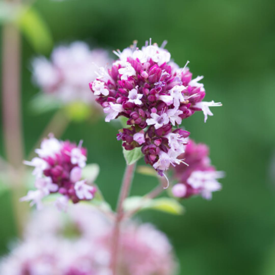 Origanum laevigatum Herrenhausen – Ø9cm – Höhe 10-25cm – Winterharter Zieroregano – Bienenfreundlich – Ansicht 31