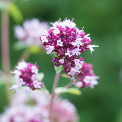 Origanum laevigatum Herrenhausen – 6 Pflanzen – Ø9cm – Höhe 10-25cm – Winterharter Zieroregano – Bienenfreundlich – Für Beet 