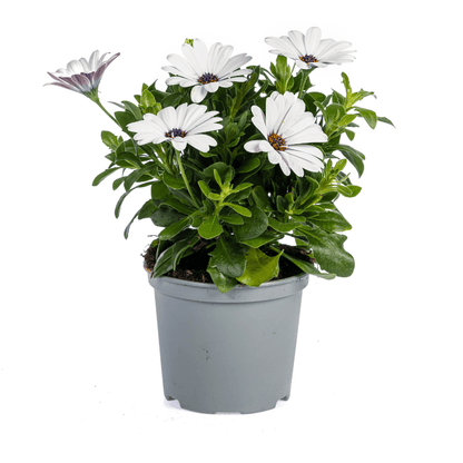 Kapkörbchen - Osteospermum ecklonis Weiß - Ø12 cm - ↕20 cm - 8 Pflanzen 