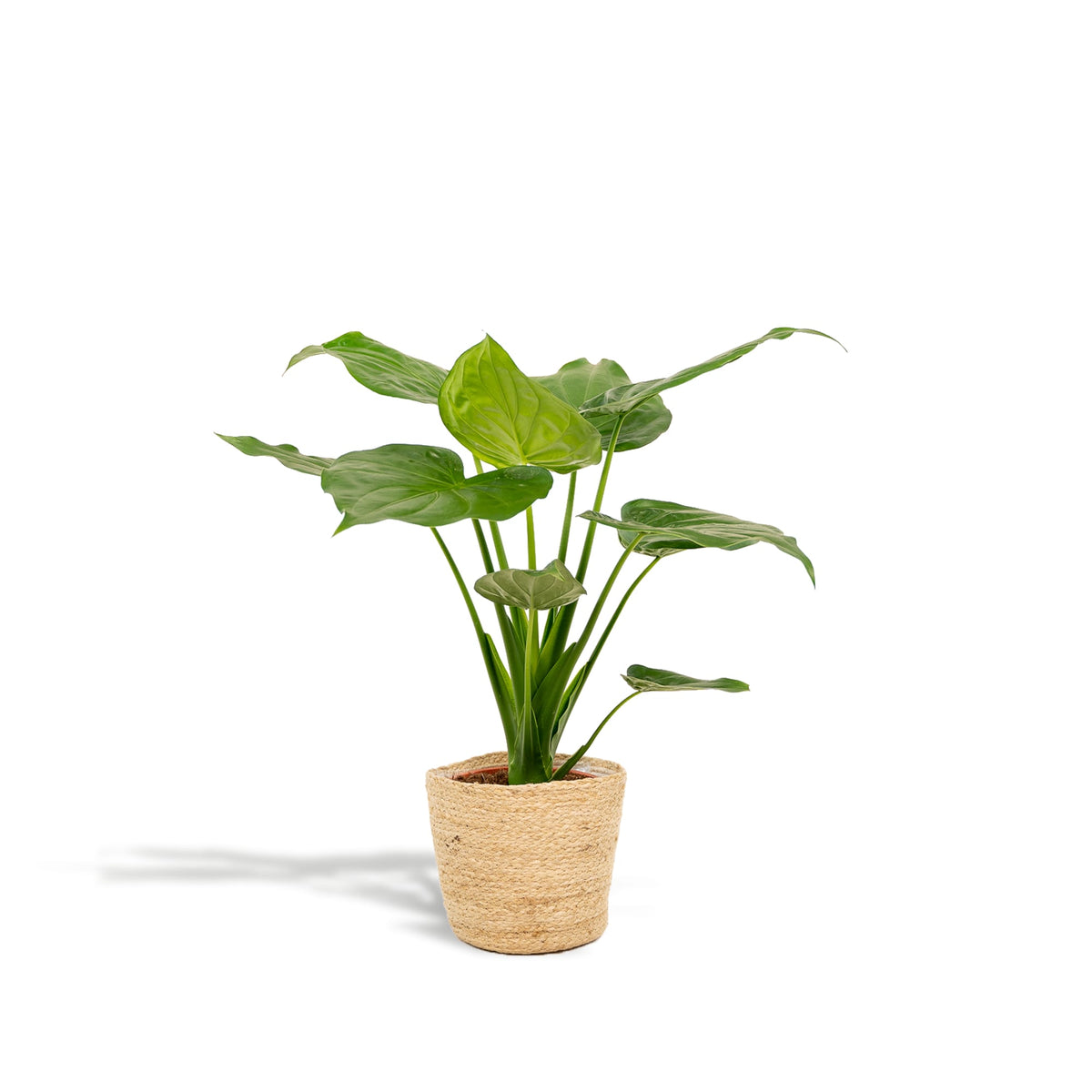 Alocasia Cucullata – Pfeilblatt – Zimmerpflanze – Ø19 cm – ↕65 cm – Mit Korb Selin – Elefantenohr – Luftreinigend – Tropisches Flair 