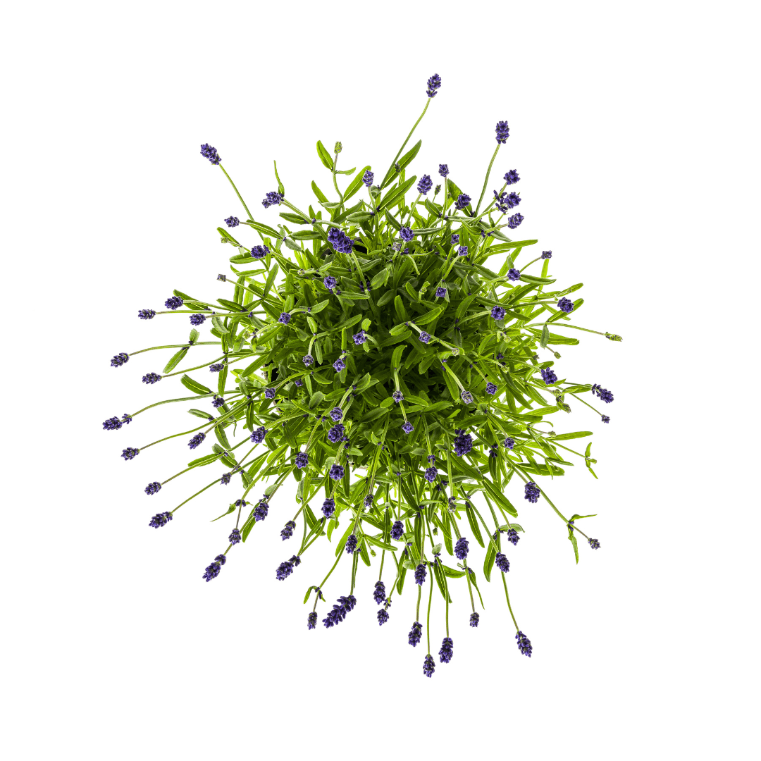 Echter Lavendel Lavandula angustifolia – Ø19cm – Höhe 40–50cm – Duftende Garten- und Balkonpflanze – Bienenfreundlich & Pflegeleicht 