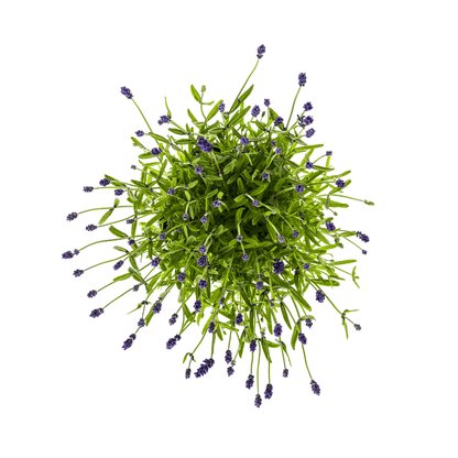 Echter Lavendel Lavandula angustifolia – Ø19cm – Höhe 40–50cm – Duftende Garten- und Balkonpflanze – Bienenfreundlich & Pflegeleicht 