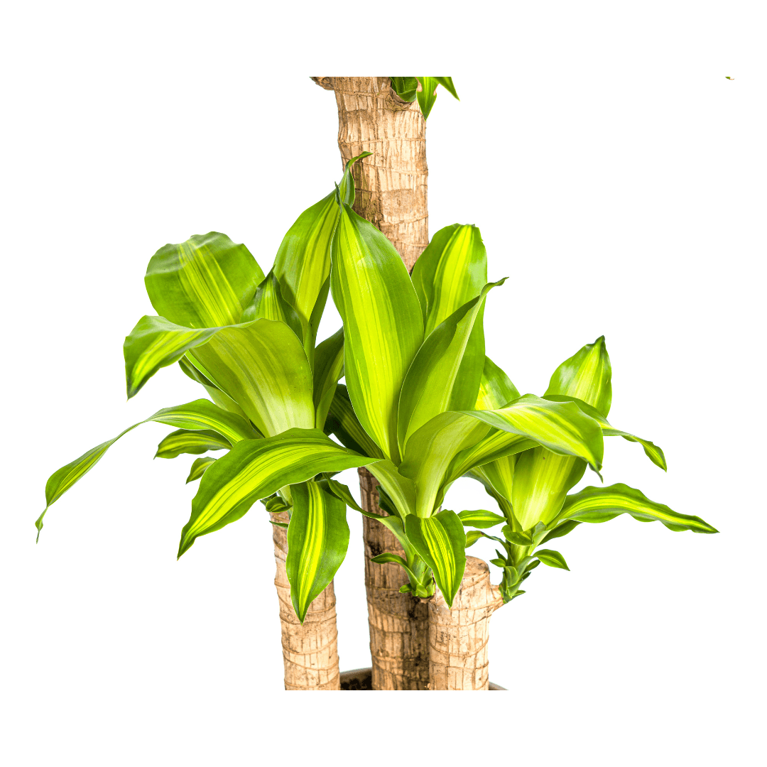 Drachenbaum – Dracaena Fragrans Massangeana – Zimmerpflanze – Tropisches Flair – Luftreinigend – Ø21cm – Höhe 90–110cm – Pflegeleicht 