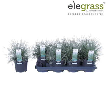 Blauschwingel-Gras - Festuca glauca Azura Blue - Ø14cm - ↨30cm 